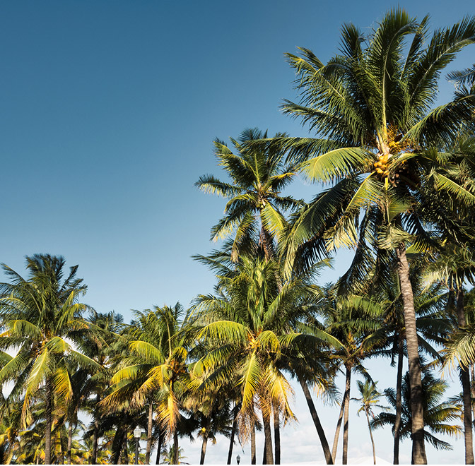 palm trees
